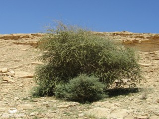 image name