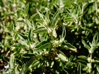 image name