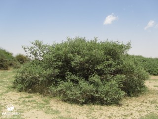 image name