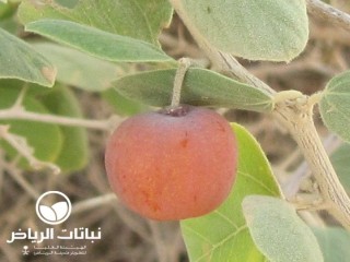 image name