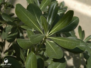 image name