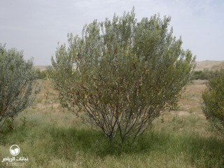 image name