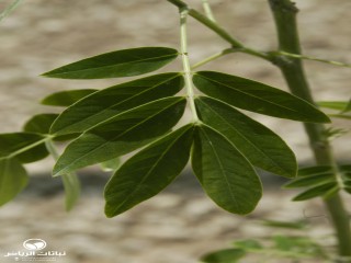 image name