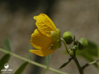 image name