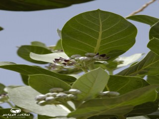 image name
