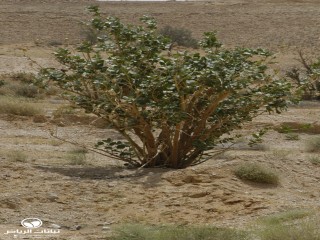 image name