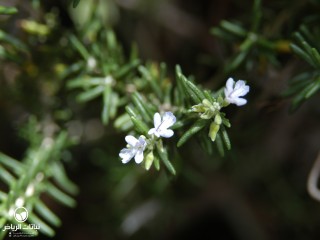 image name