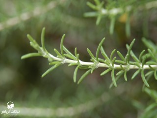 image name