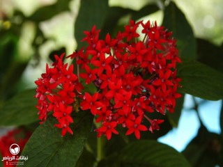 image name