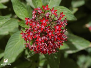 image name