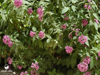 image name