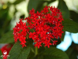 image name