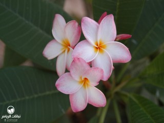 image name