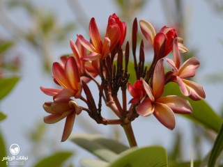 image name