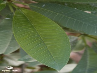image name