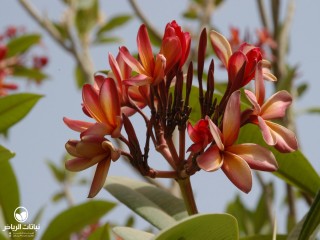 image name