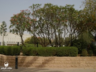 image name