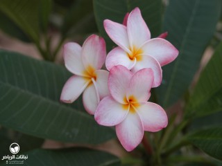 image name