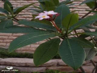 image name