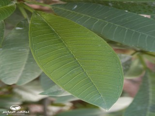 image name