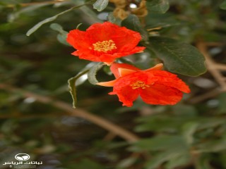 image name
