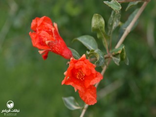 image name