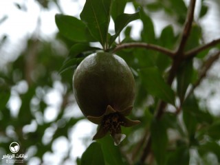 image name