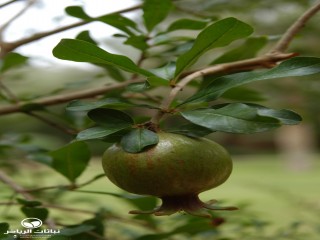 image name
