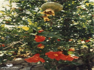 image name