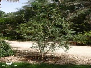 image name