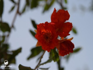 image name