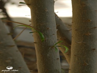 image name