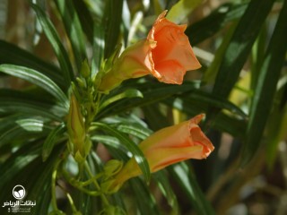 image name