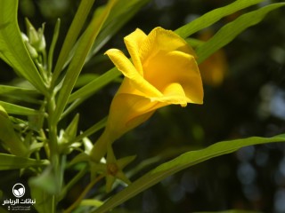 image name