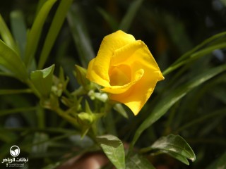 image name
