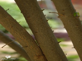 image name
