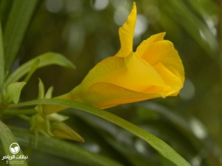 image name