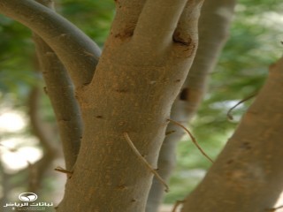 image name