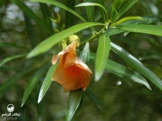 image name