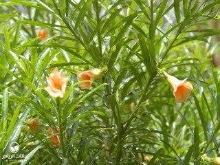image name
