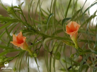 image name