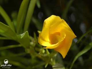 image name