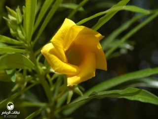 image name