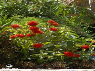 image name