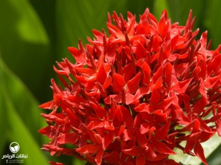 image name