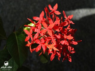image name