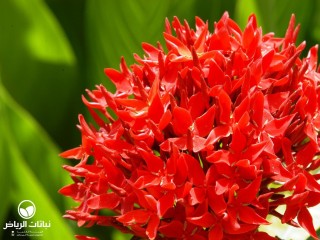 image name