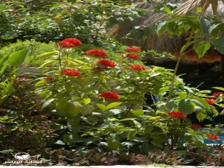 image name