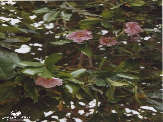 image name