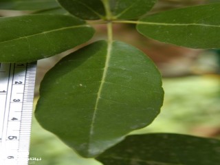 image name